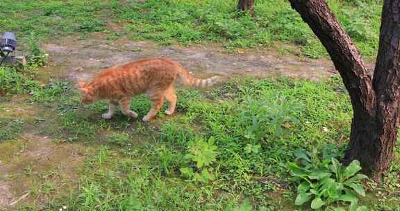 园林里的猫