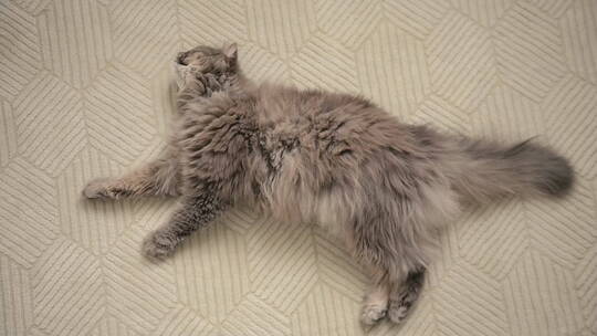 灰色猫躺在白色地毯上