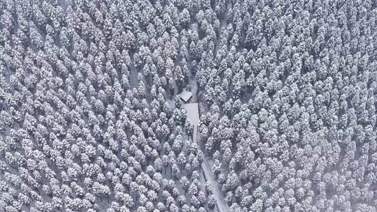 冬天暴雪纷飞森林下雪雪景霜降立冬大雪航拍