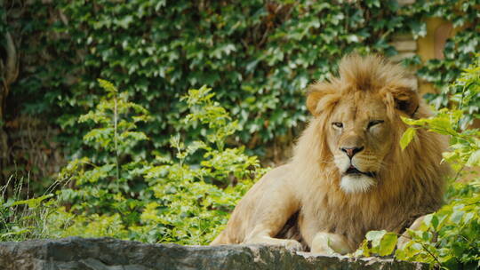 强大的狮子注视着前方