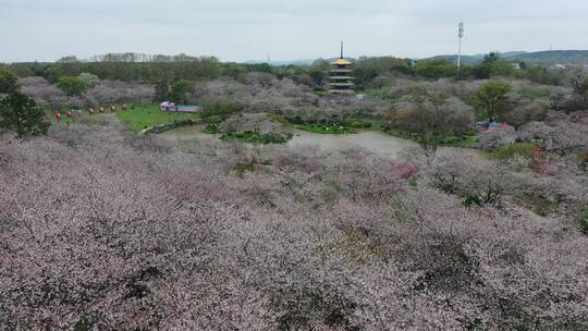 航拍武汉东湖樱园樱花春季东湖风景区