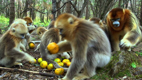 金丝猴群一同进食