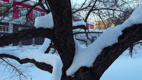 冬天公园老树小河雪景