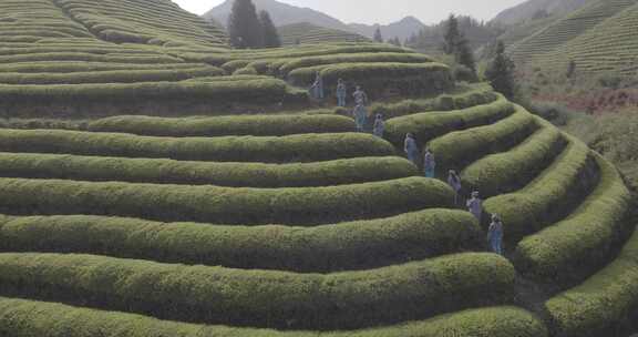 茶山 茶园 采茶