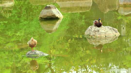 春天阳光下池塘中的鸭子