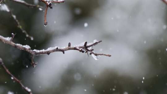 雪，冬天，秋天，暴雪娱乐