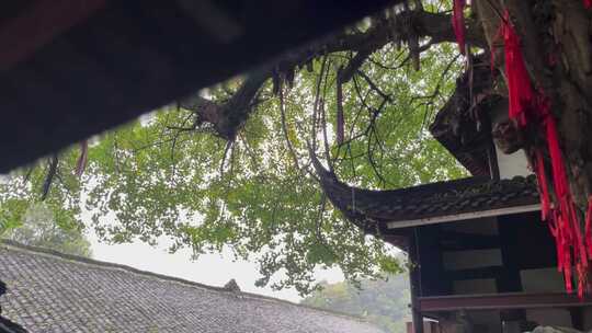 4K高清雨天寺庙道馆素材