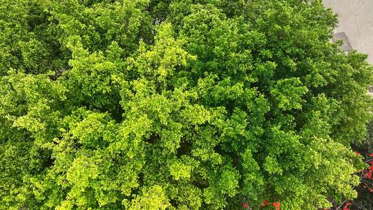 深圳木棉花开航拍