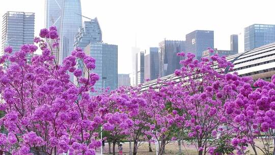 中国广东省广州市琶洲会展中心紫花风铃