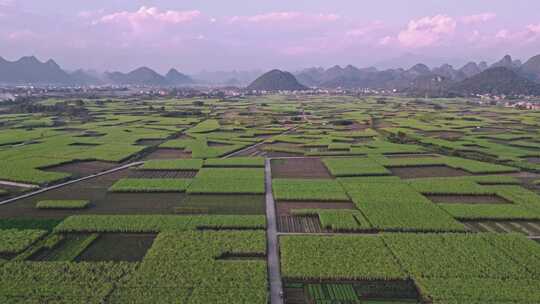 黑皮甘蔗基地航拍