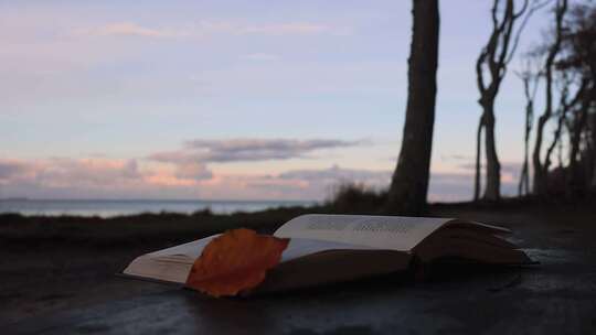海边夕阳落叶下的书籍随风而动