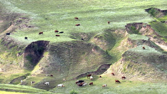 航拍高空俯瞰草原上的牛群