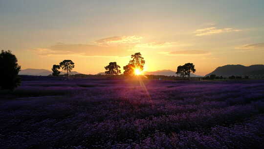 夕阳落日 紫色的马鞭草花海