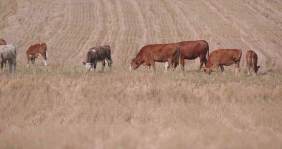 草原牧牛人