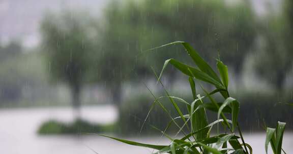 夏天下雨雨滴雨打芦苇叶子