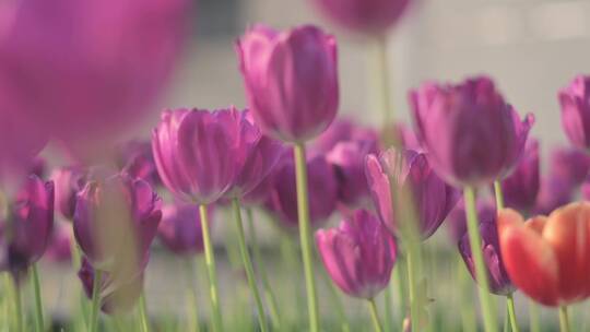 郁金香花圃左右移动