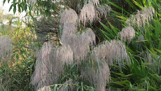 芦苇 狗尾巴草 芦花 阳光 空镜 实拍