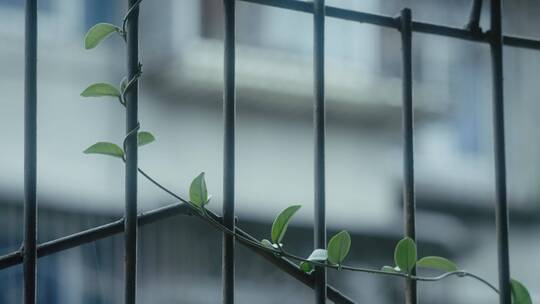 栅栏 窗外 雨天