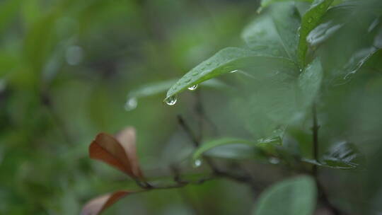 下雨后树叶上的水珠
