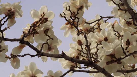 【镜头合集】白色玉兰花鲜花花朵