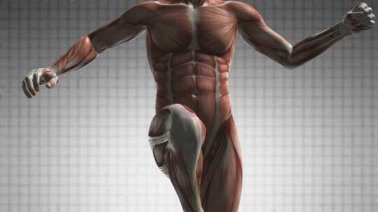 人体肌肉解剖学