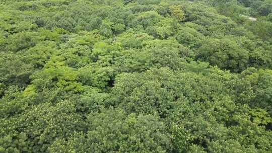 航拍岳阳屈子文化园4A景区