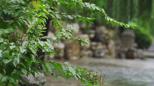 清新的雨景