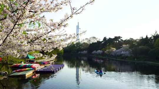 春天游客在南京玄武湖公园赏樱划船春游踏青