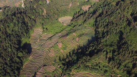 航拍山村田园湖南紫鹊界梯田