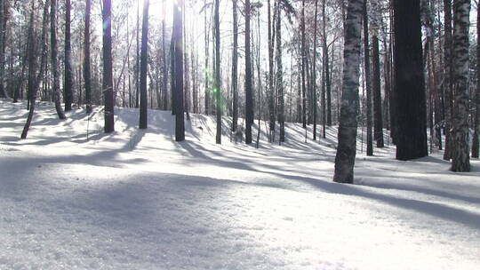 雪后树林