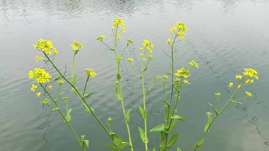 油菜花河面空镜