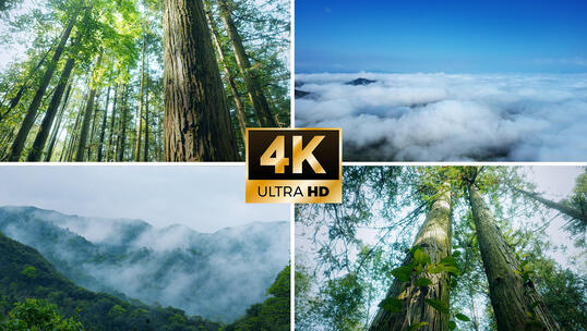 阳光森林 航拍森林云雾树林 夏天自然风景