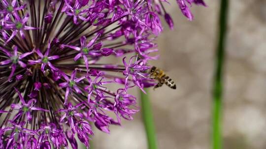 一只蜜蜂围着一朵紫花飞来飞去