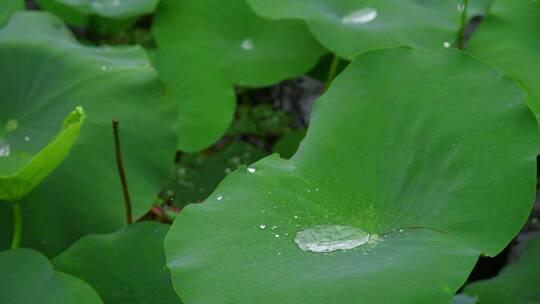 雨天荷叶水珠雨滴景观