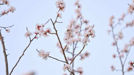 忙碌在樱花之间采蜜的小蜜蜂