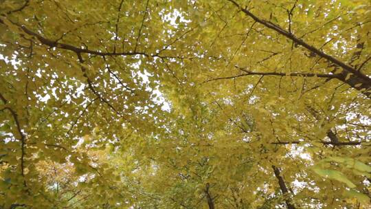 秋天银杏树 秋风落叶 金色阳光 晚秋风景
