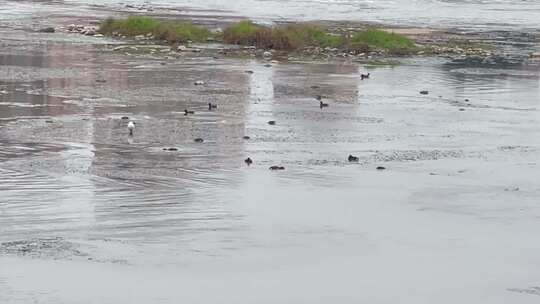 湿地河流生态白鹭鸭子
