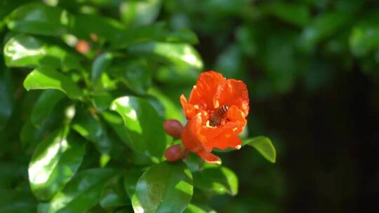 蜜蜂觅食石榴花