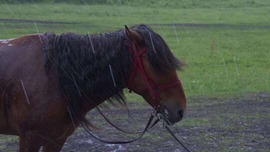 大雨中的骏马