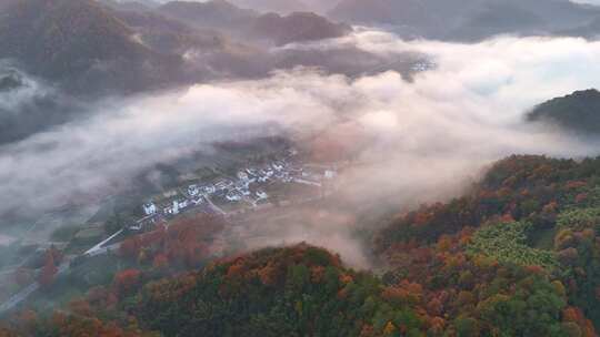 秋天 村庄 晨雾 金黄 片头 风景