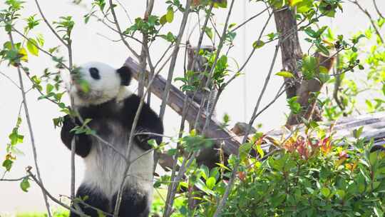 成都大熊猫繁育基地可爱大熊猫幼崽爬树玩耍