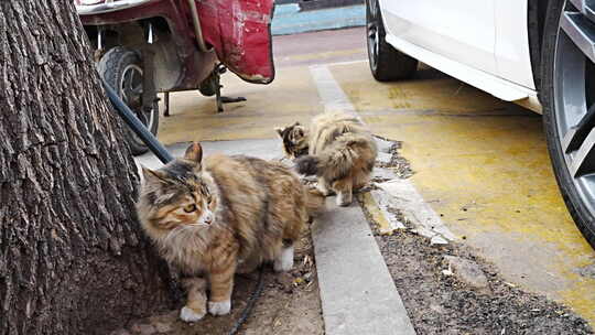 长毛猫咪蹲坐侧视图