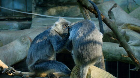 动物园猴子灰叶猴视频素材模板下载