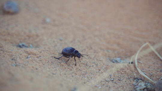 甲虫在沙漠的沙子上爬行