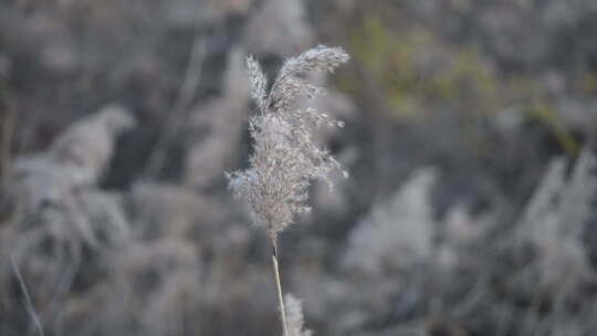 芦苇 禾本科 花 干芦苇 被子植物 芦苇毛