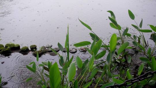 下雨天雨水滴落在池塘