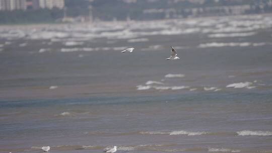 海鸟 海鸥