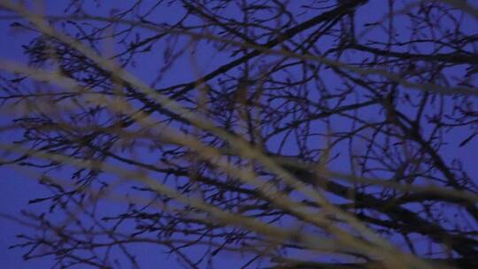 冬季夜晚天空树枝恐怖凄凉枯枝树木