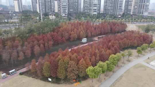 灵龟山公园落羽杉航拍