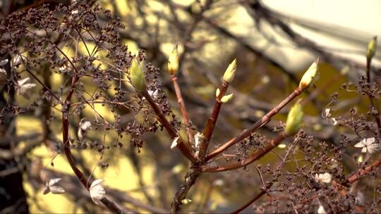 枯萎灌木枝条上春天的花蕾